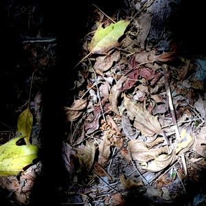 Meet your Posher, Lily